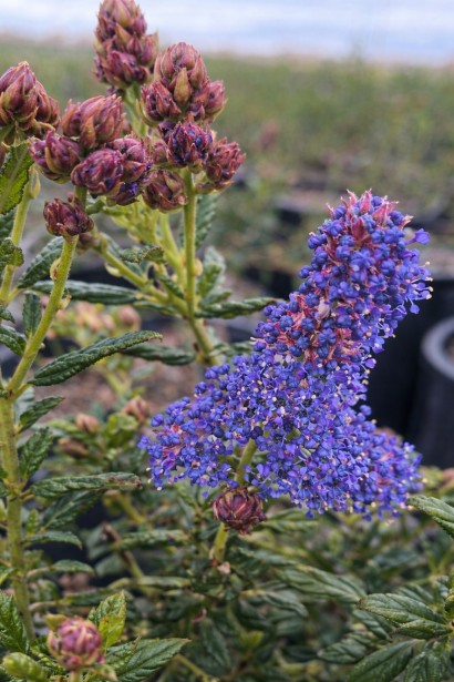 Ceanothus Concha контраст між квітами та бутонами